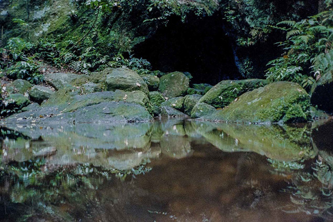 Rio de Janeiro : Jardin botanique et forêt de Tijuca