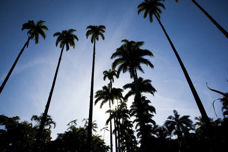 Rio de Janeiro : Jardin botanique et forêt de Tijuca