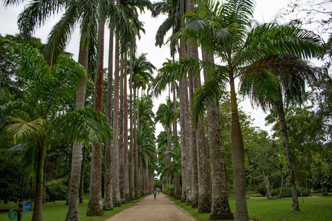 Rio de Janeiro : Jardin botanique et forêt de Tijuca