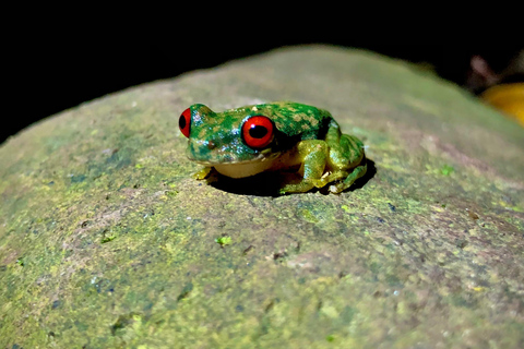 Monteverde: Tour serale condiviso in Costa Rica