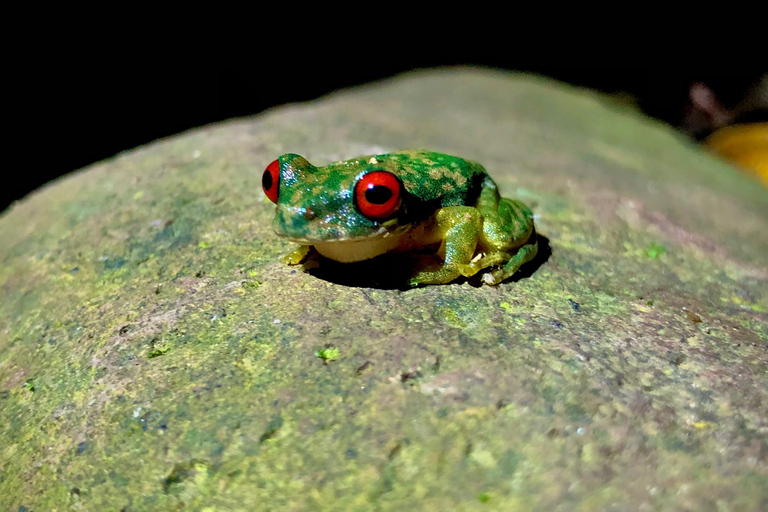 Monteverde : Visite nocturne partagée au Costa Rica