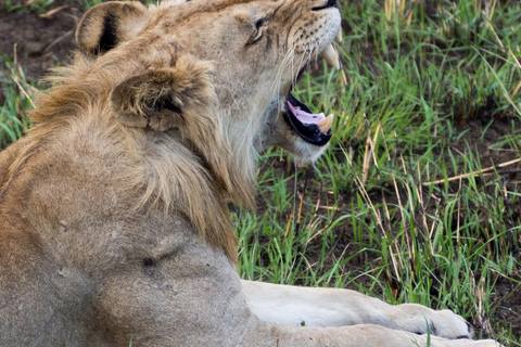 Escalada do Monte Kilimanjaro pelo circuito norte 8 diasMontanha Kilimanjaro caminhando no circuito norte