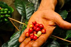 Bogotá: café colombiano com visita à fazenda e degustações