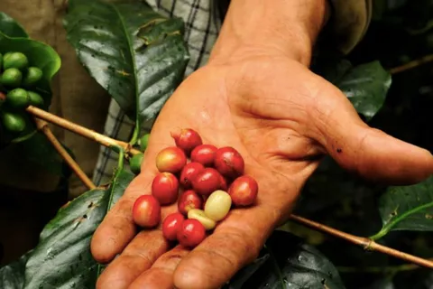 Bogotá: Colombian Coffee Tour with Farm