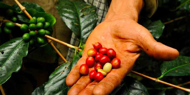 Bogotá: tour de café colombiano com fazenda