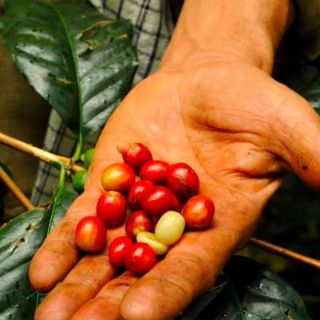 Bogotá: tour del caffè colombiano con visita alla fattoria e degustazioni