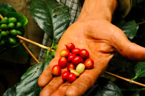 Bogotá: Colombian Coffee Tour with Farm Depart from La Candelaria