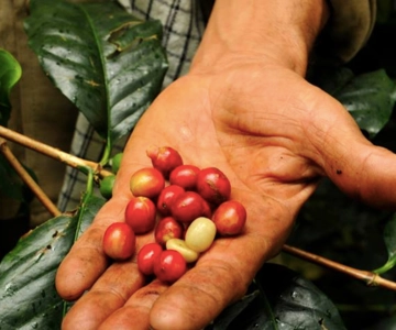 Bogota : Visite du café colombien avec ferme