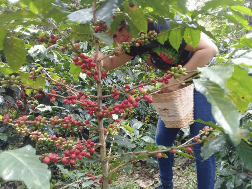 coffee tour in bogota