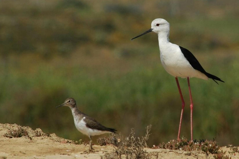 From Faro: 4 Stops, 3 Islands in Ria Formosa Catamaran Tour