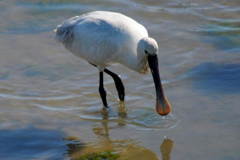 From Faro: 4 Stops, 3 Islands in Ria Formosa Catamaran Tour
