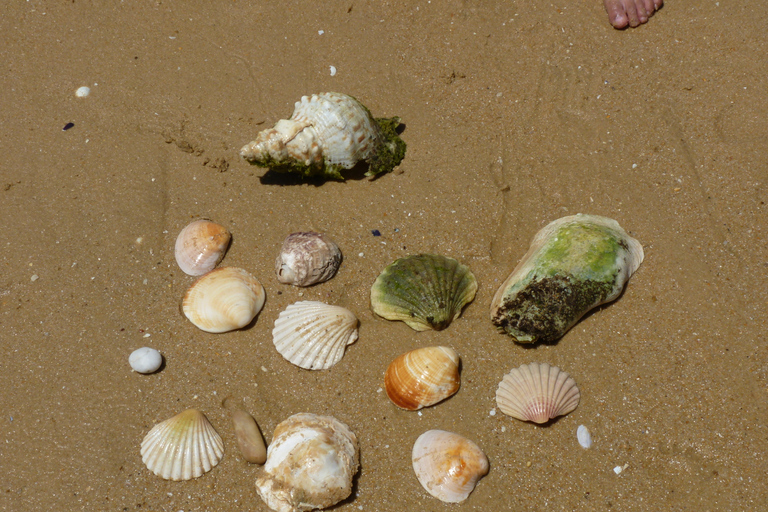 From Faro: 4 Stops, 3 Islands in Ria Formosa Catamaran Tour