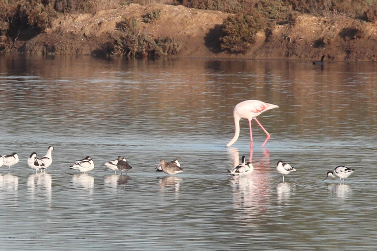 From Faro: 4 Stops, 3 Islands in Ria Formosa Catamaran Tour