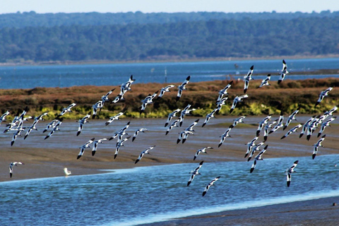 From Faro: 4 Stops, 3 Islands in Ria Formosa Catamaran Tour