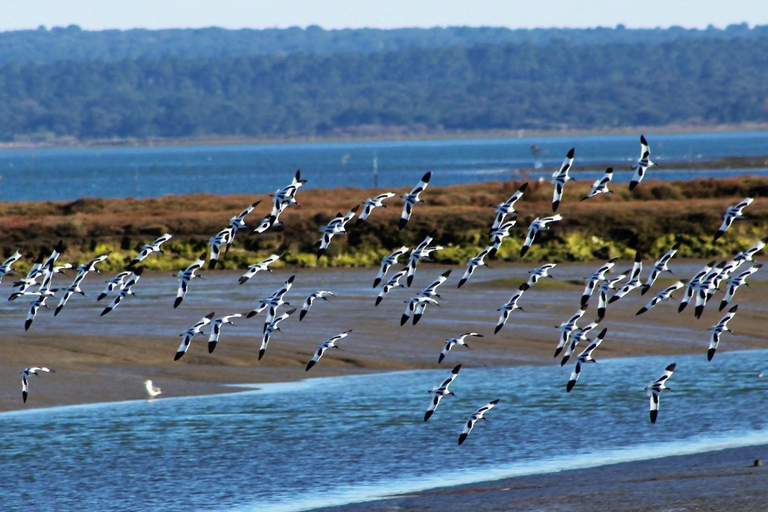 From Faro: 4 Stops, 3 Islands in Ria Formosa Catamaran Tour