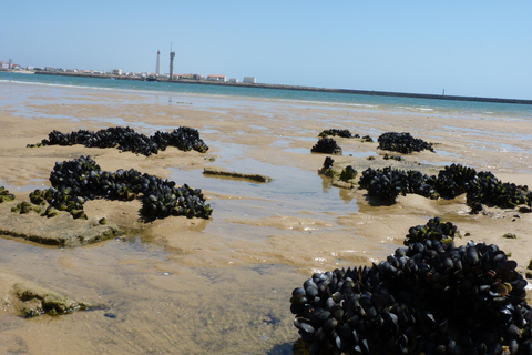 From Faro: 4 Stops, 3 Islands in Ria Formosa Catamaran Tour