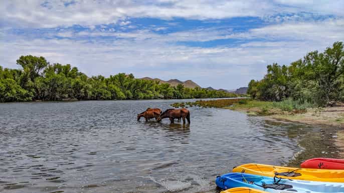 mesa 4.5hour kayaking trip to granite reef