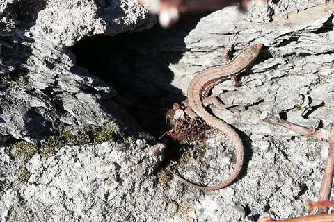 Koblenz: o vinhedo vivo, a natureza e o prazer do vinho