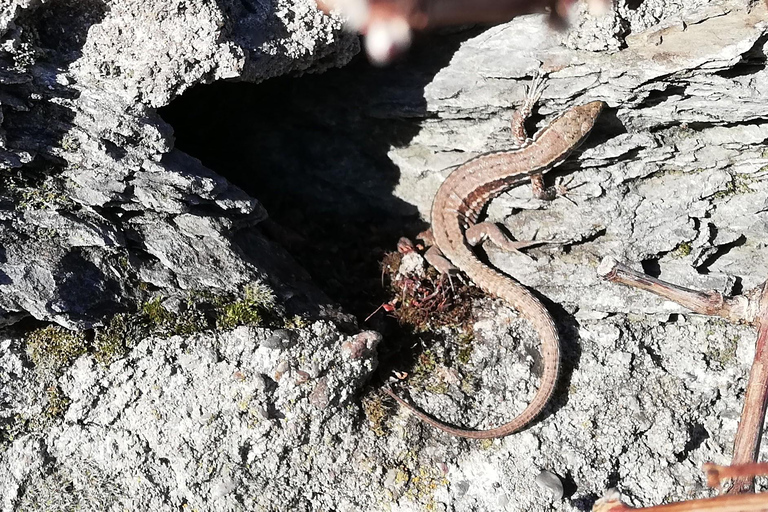 Coblenza: El viñedo vivo, naturaleza y disfrute del vino