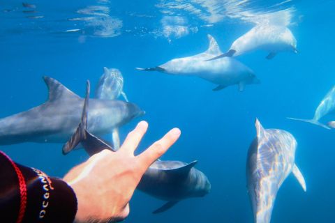Adelaide: 3,5 uur zwemmen met dolfijnen