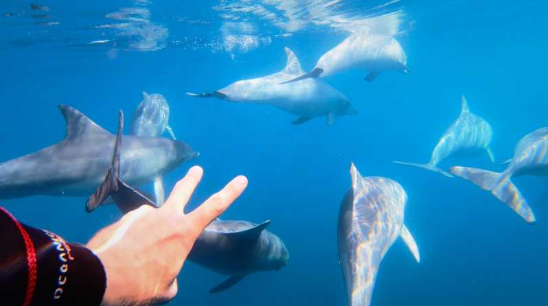 Adélaïde : Expérience de 3,5 heures de nage avec les dauphins