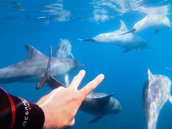 Adelaide: 4-Hour Swimming with Dolphins Experience