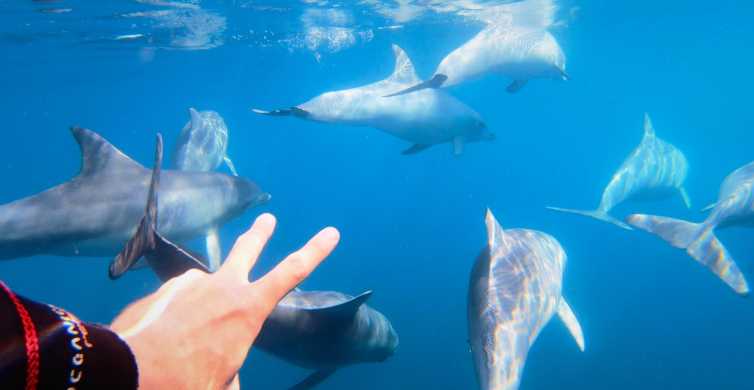 Adelaide 3.5 Hour Swimming with Dolphins Experience
