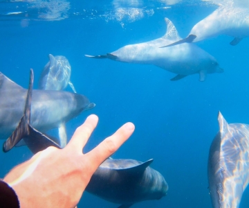 Adelaide: 3,5-stündiges Schwimm-Erlebnis mit Delfinen