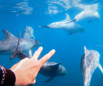 Adelaide: 4-Hour Swimming with Dolphins Experience