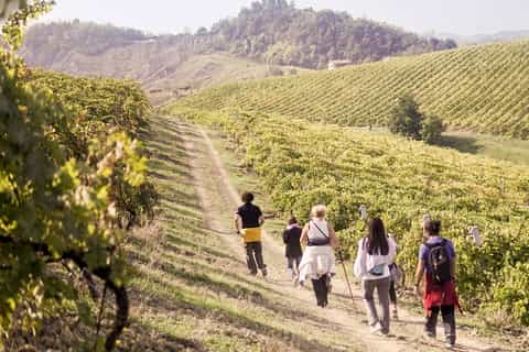 Montepulciano: Vineyard Trek and Wine Tasting with Lunch