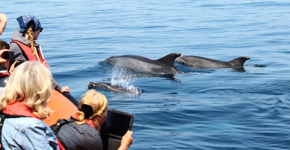 From Faro: Morning Dolphin & Wildlife Speedboat Tour