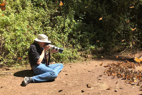 Från Mexico City: 7-dagars monarkfjärilsresaFrån Mexico City: 7-dagars tur med monarkfjärilar