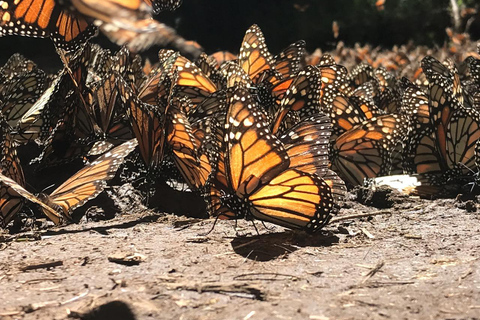 Från Mexico City: 7-dagars monarkfjärilsresaFrån Mexico City: 7-dagars tur med monarkfjärilar