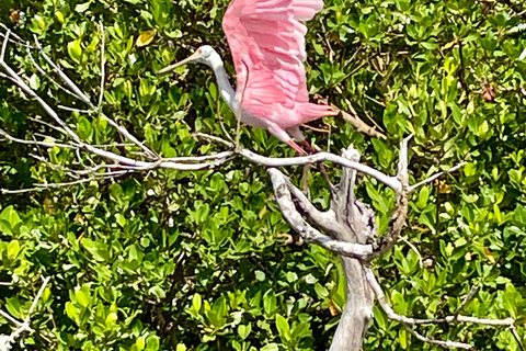 Naples, FL: Manatee, Dolphin, 10,000 Islands Sunset Cruise Sunset Cruise for Large Groups of 7 People or More
