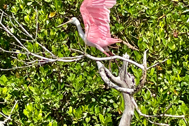 Naples, FL: Manatee, Dolphin, 10,000 Islands Sunset Cruise Sunset Cruise for Large Groups of 7 People or More