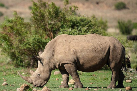 Johannesburg: 4-Day Pilanesberg Big Five Safari with Camp