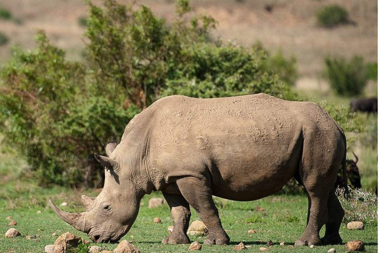 Johannesburg: 4-Day Pilanesberg Big Five Safari with Camp