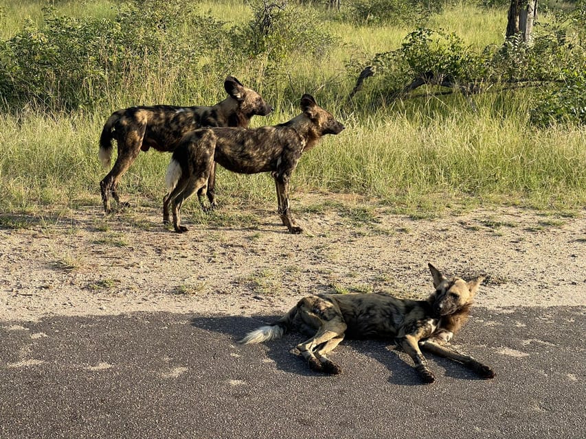 From Johannesburg : 3 Day Kruger Safari and Panorama Tour | GetYourGuide