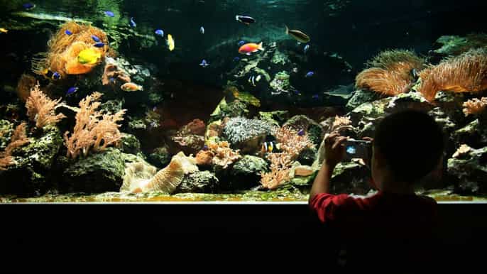 madrid zoo aquarium ticket