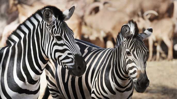 oasis wildlife fuerteventura entrance tickets