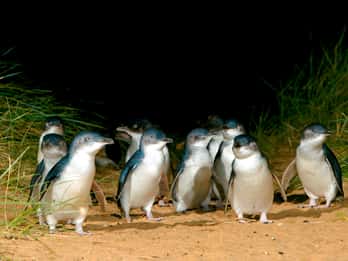 Philip Island: Pinguin-Parade-Nachmittagstour im Wildpark Philip Island: Pinguin-Parade-Nachmittagstour im Wildpark