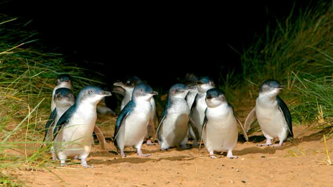 phillip island penguin parade afternoon wildlife tour