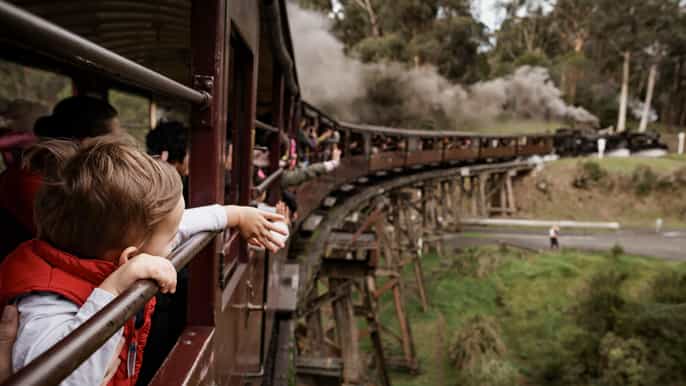 melbourne tour de puffing billy santuario iluminado por la luna y pingüinos