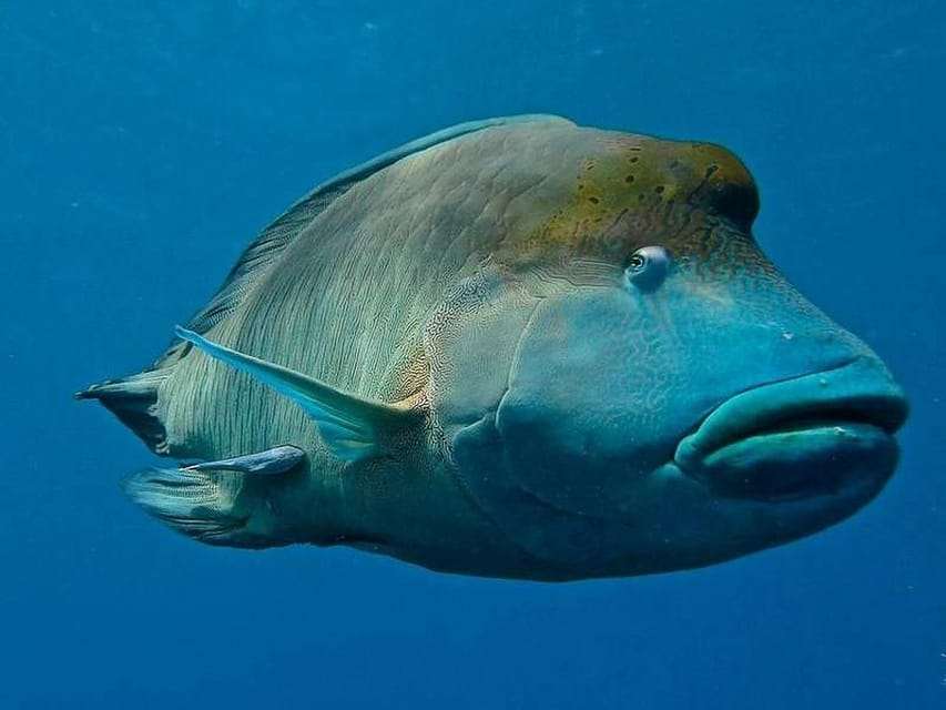 Cairns, 2-Day Great Barrier Reef Dive and Snorkel Boat Trip - Housity
