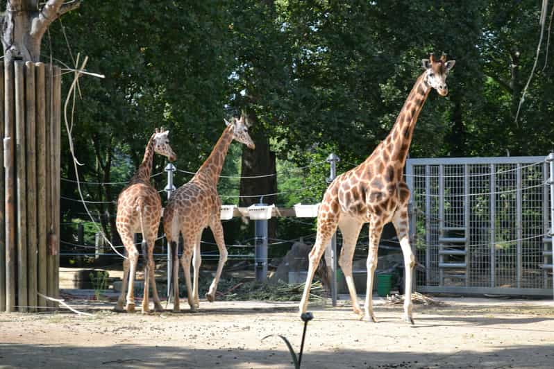 Private Transfer from Gdansk, Sopot, Gdynia to Oliwa Zoo | GetYourGuide