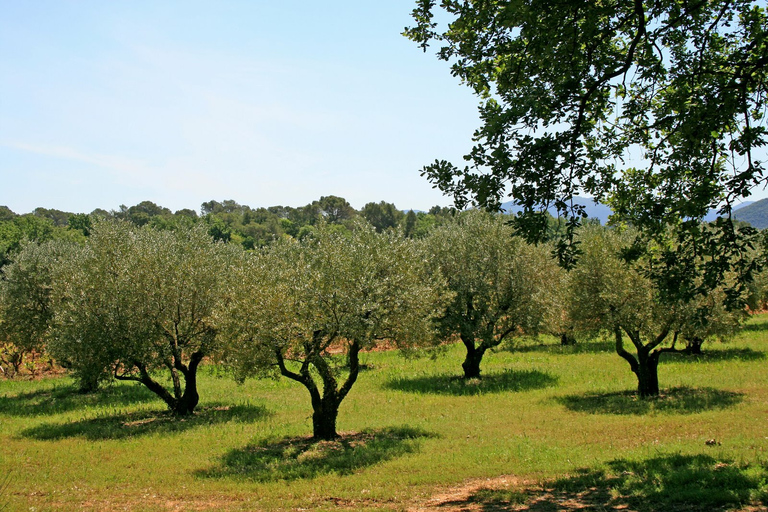 Da Malaga: Gola di El Saltillo e tour a piedi del Villaggio BiancoDa Malaga: tour escursionistico della gola di El Saltillo e del villaggio bianco