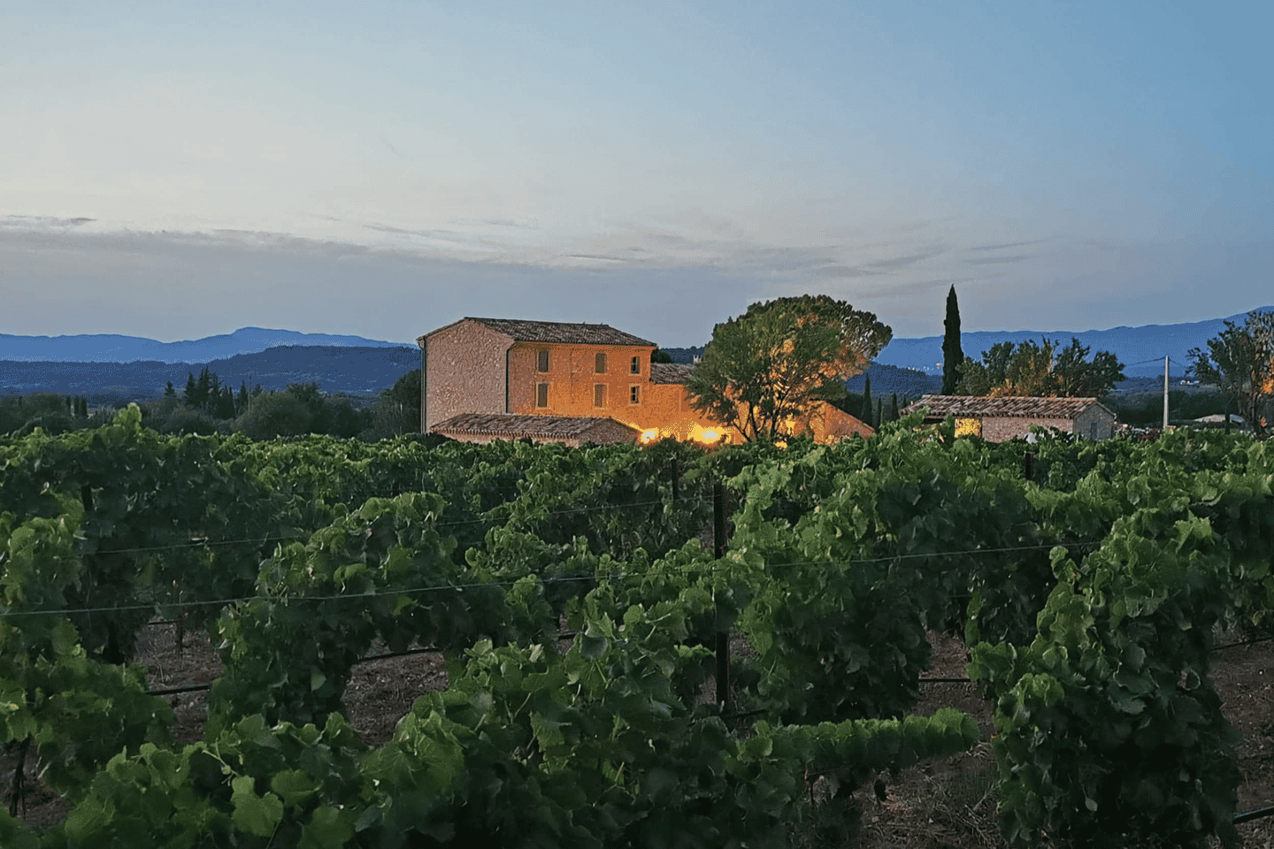 サン=ディディエ ワイナリー見学・オーガニックワイン試飲