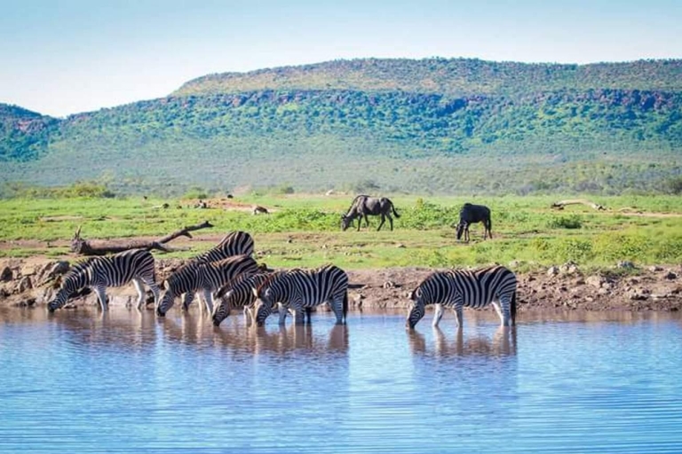 Madikwe Game Reserve Day TourMadikwe Game Reserve Big Five Safari