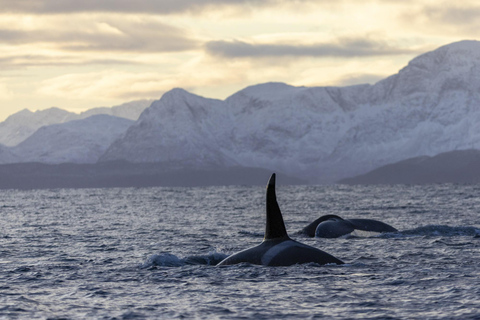 Safari aux baleines à Tromsø avec le MS Gabriele