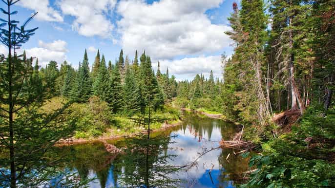 da toronto tour privato dellalgonquin provincial park